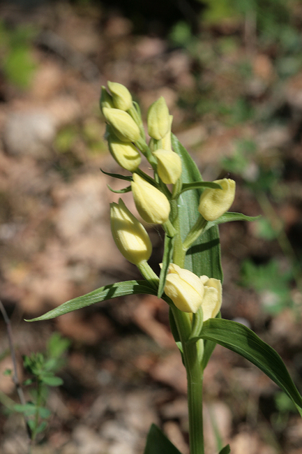 Orchidee della Majella